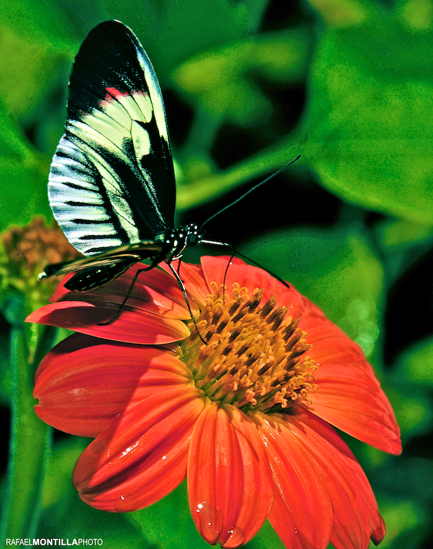 Butterfly Photo-Mariposa