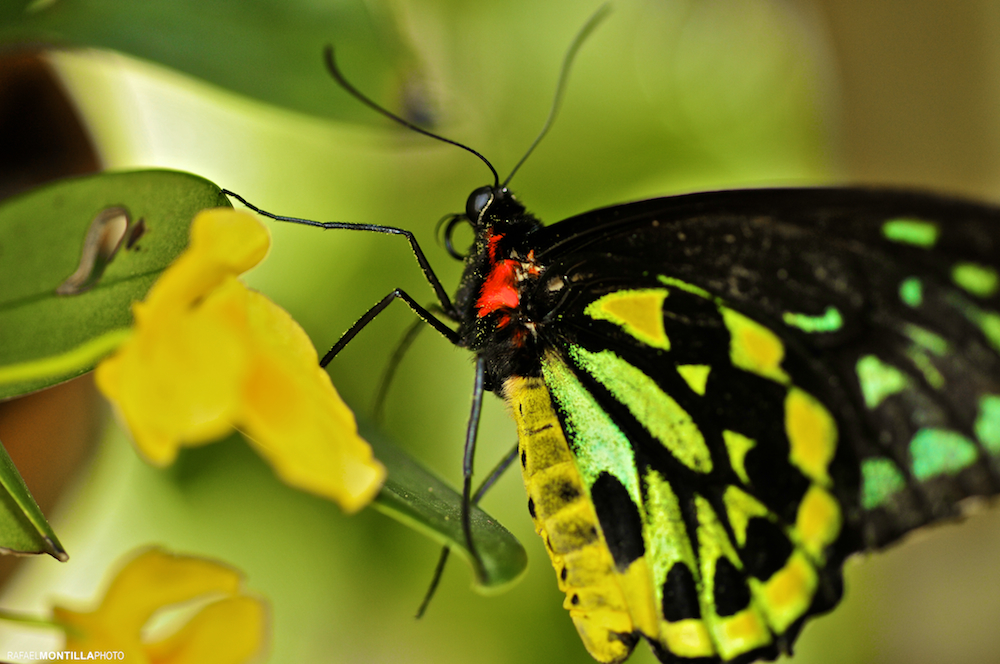 Butterflies
